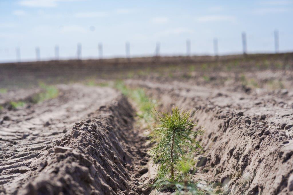 Proekologiczna Akcja Sokołowa 20 Tysięcy Drzew Już Zasadzonych!