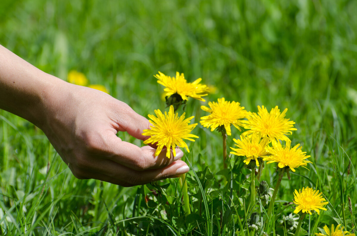 A Closeup Shot Of A Human Hand Cropping A Yellow Dandelion From The Green Grass